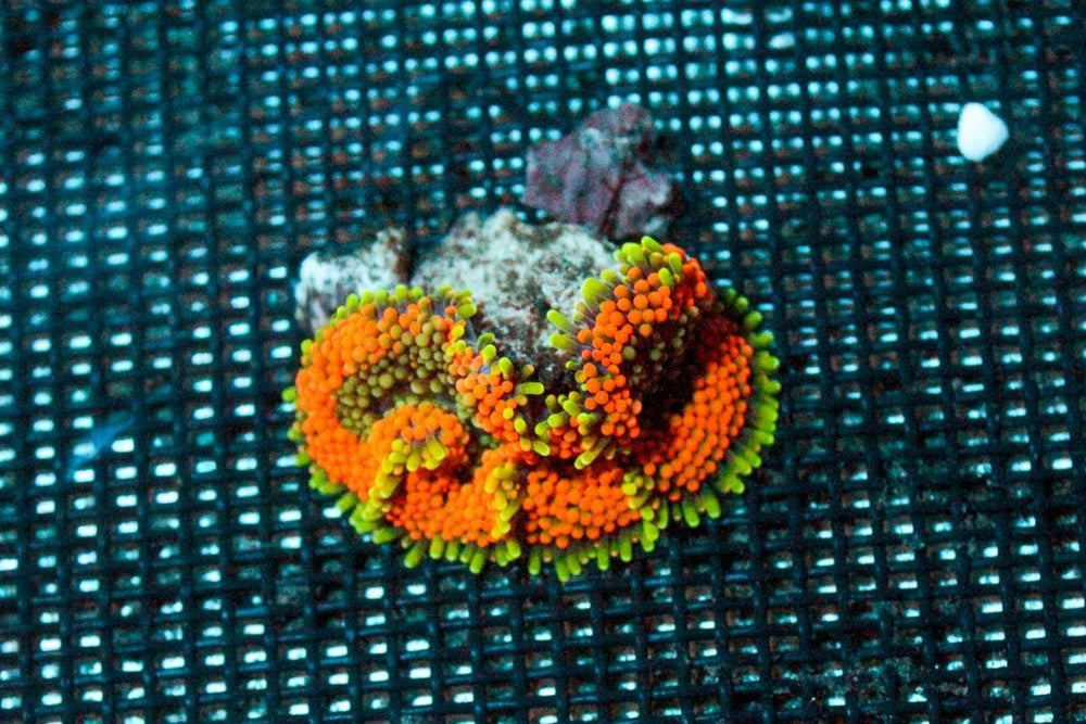 wholesale_coral - saltwater_fish saltwater_coral - rare corals - coralsdepot - Corals_Depot - live_corals - eye - catching - coral quality_marine_fish - quality - marine discoun