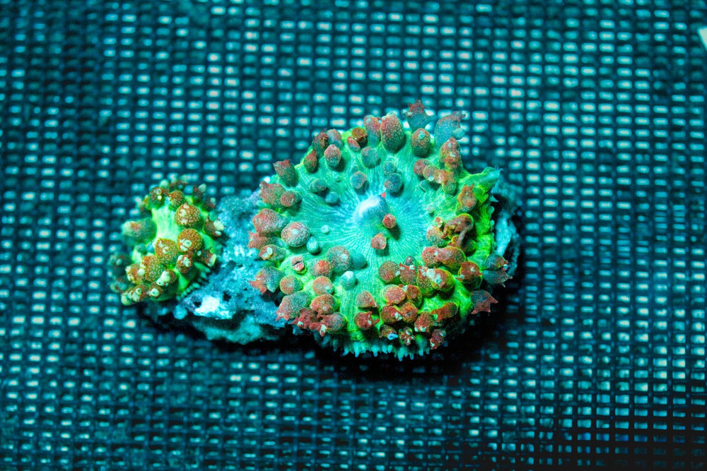 wholesale_coral - saltwater_fish saltwater_coral - rare corals - coralsdepot - Corals_Depot - live_corals - eye - catching - coral quality_marine_fish - quality - marine discoun