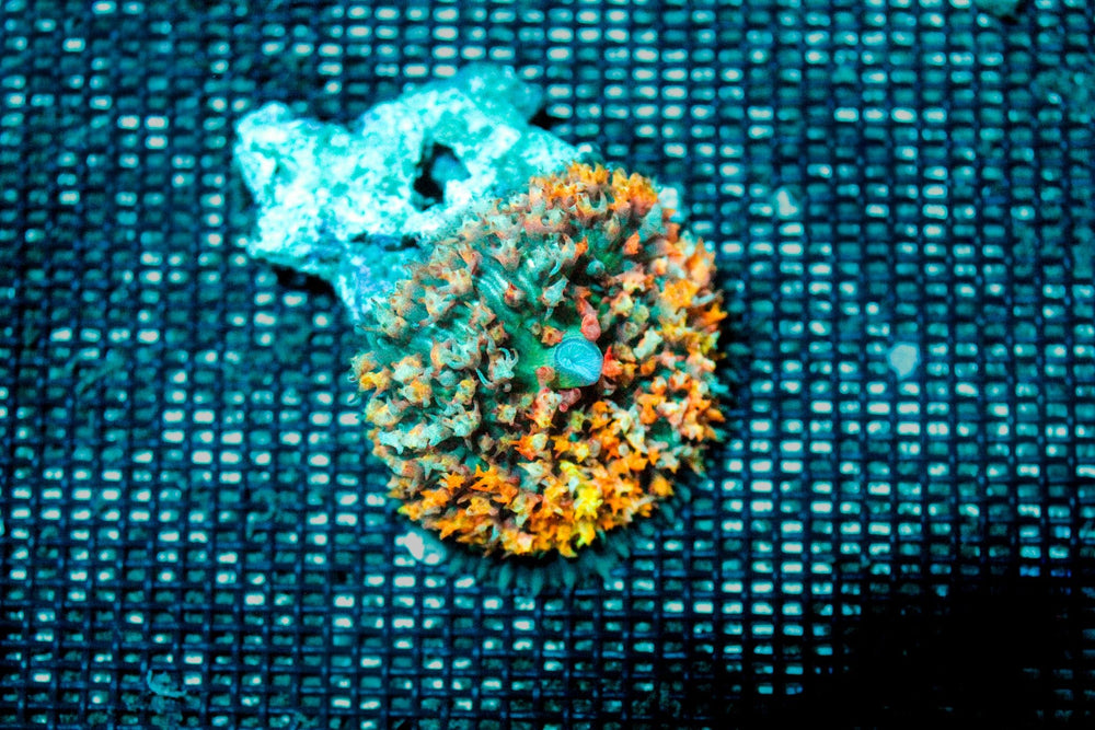 wholesale_coral - saltwater_fish saltwater_coral - rare corals - coralsdepot - Corals_Depot - live_corals - eye - catching - coral quality_marine_fish - quality - marine discoun