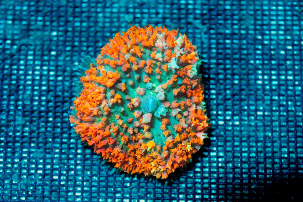 wholesale_coral - saltwater_fish saltwater_coral - rare corals - coralsdepot - Corals_Depot - live_corals - eye - catching - coral quality_marine_fish - quality - marine discoun