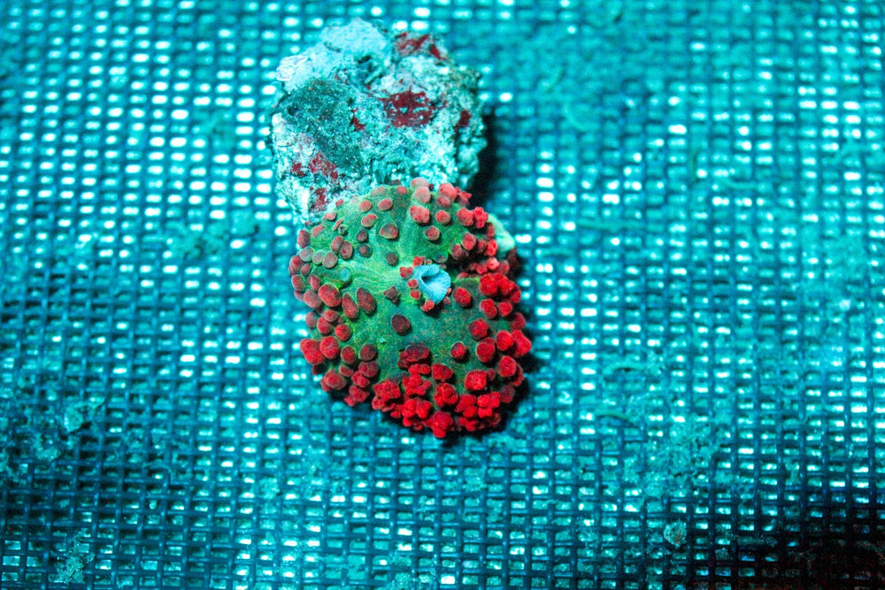 wholesale_coral - saltwater_fish saltwater_coral - rare corals - coralsdepot - Corals_Depot - live_corals - eye - catching - coral quality_marine_fish - quality - marine discoun