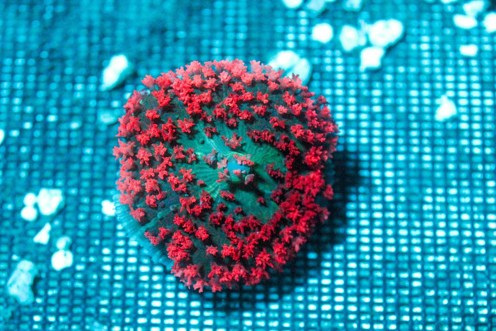 wholesale_coral - saltwater_fish saltwater_coral - rare corals - coralsdepot - Corals_Depot - live_corals - eye - catching - coral quality_marine_fish - quality - marine discoun