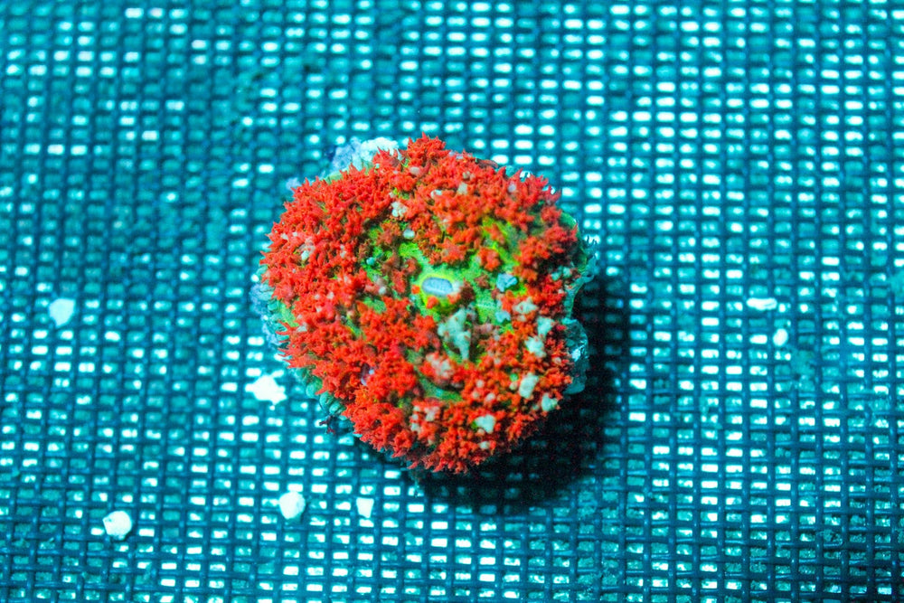 wholesale_coral - saltwater_fish saltwater_coral - rare corals - coralsdepot - Corals_Depot - live_corals - eye - catching - coral quality_marine_fish - quality - marine discoun