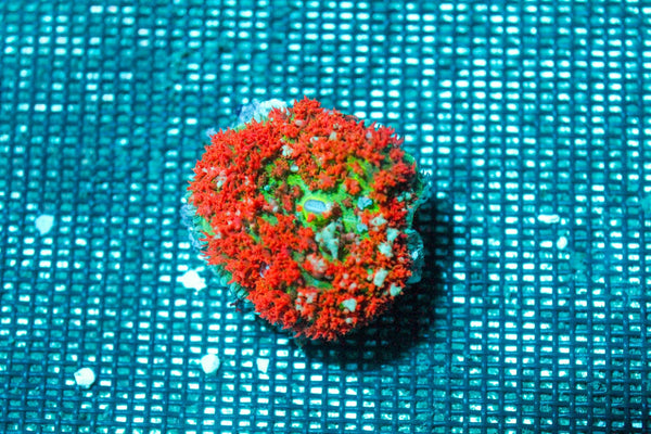 wholesale_coral - saltwater_fish saltwater_coral - rare corals - coralsdepot - Corals_Depot - live_corals - eye - catching - coral quality_marine_fish - quality - marine discoun