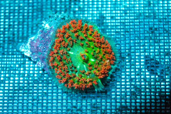 wholesale_coral - saltwater_fish saltwater_coral - rare corals - coralsdepot - Corals_Depot - live_corals - eye - catching - coral quality_marine_fish - quality - marine discoun