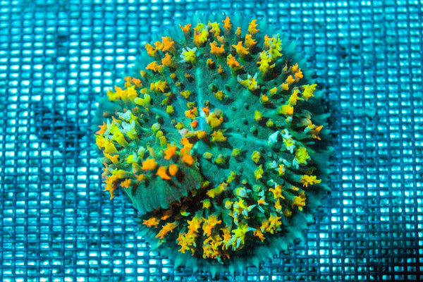 wholesale_coral - saltwater_fish saltwater_coral - rare corals - coralsdepot - Corals_Depot - live_corals - eye - catching - coral quality_marine_fish - quality - marine discoun
