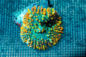 wholesale_coral - saltwater_fish saltwater_coral - rare corals - coralsdepot - Corals_Depot - live_corals - eye - catching - coral quality_marine_fish - quality - marine discoun