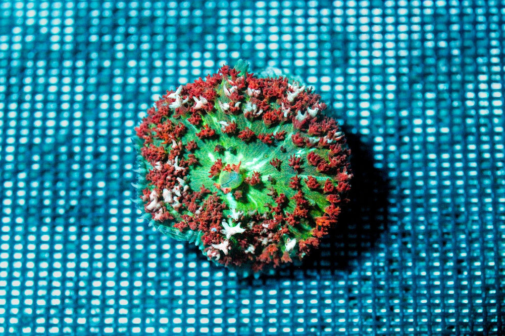 wholesale_coral - saltwater_fish saltwater_coral - rare corals - coralsdepot - Corals_Depot - live_corals - eye - catching - coral quality_marine_fish - quality - marine discoun