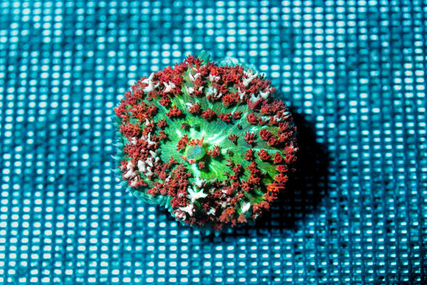 wholesale_coral - saltwater_fish saltwater_coral - rare corals - coralsdepot - Corals_Depot - live_corals - eye - catching - coral quality_marine_fish - quality - marine discoun