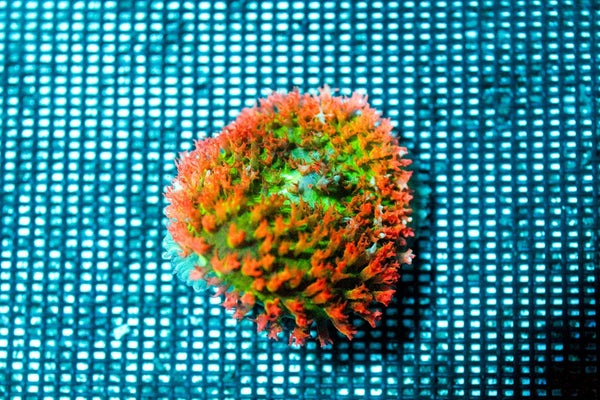 wholesale_coral - saltwater_fish saltwater_coral - rare corals - coralsdepot - Corals_Depot - live_corals - eye - catching - coral quality_marine_fish - quality - marine discoun