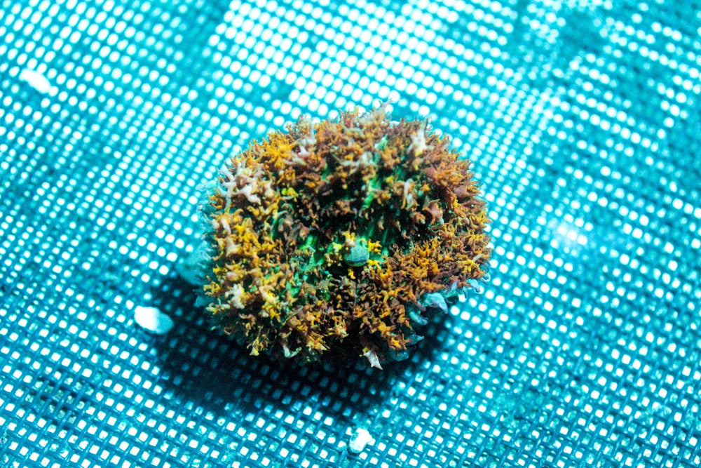 wholesale_coral - saltwater_fish saltwater_coral - rare corals - coralsdepot - Corals_Depot - live_corals - eye - catching - coral quality_marine_fish - quality - marine discoun