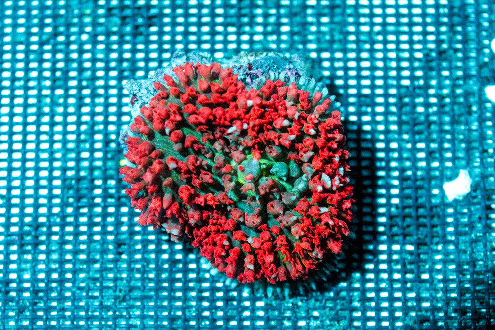 wholesale_coral - saltwater_fish saltwater_coral - rare corals - coralsdepot - Corals_Depot - live_corals - eye - catching - coral quality_marine_fish - quality - marine discoun