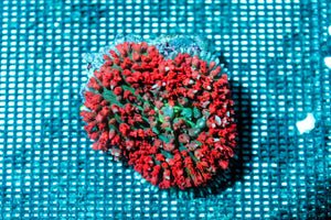 wholesale_coral - saltwater_fish saltwater_coral - rare corals - coralsdepot - Corals_Depot - live_corals - eye - catching - coral quality_marine_fish - quality - marine discoun