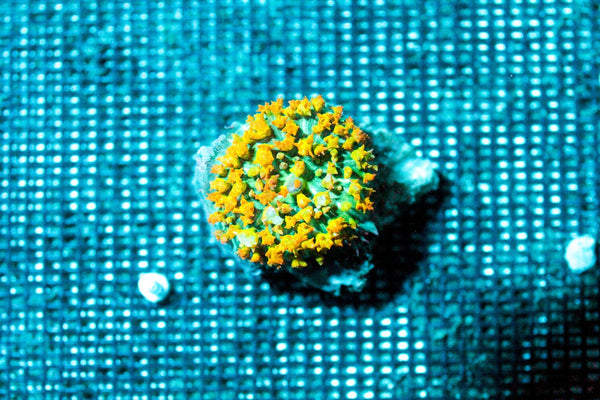 wholesale_coral - saltwater_fish saltwater_coral - rare corals - coralsdepot - Corals_Depot - live_corals - eye - catching - coral quality_marine_fish - quality - marine discoun