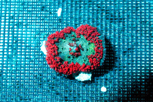 wholesale_coral - saltwater_fish saltwater_coral - rare corals - coralsdepot - Corals_Depot - live_corals - eye - catching - coral quality_marine_fish - quality - marine discoun