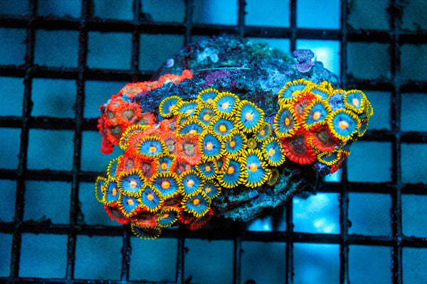 wholesale_coral - saltwater_fish saltwater_coral - rare corals - coralsdepot - Corals_Depot - live_corals - eye - catching - coral quality_marine_fish - quality - marine discoun