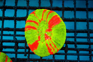 wholesale_coral - saltwater_fish saltwater_coral - rare corals - coralsdepot - Corals_Depot - live_corals - eye - catching - coral quality_marine_fish - quality - marine discoun