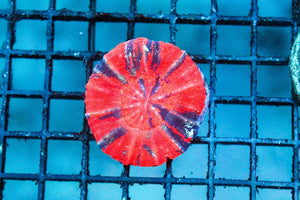 wholesale_coral - saltwater_fish saltwater_coral - rare corals - coralsdepot - Corals_Depot - live_corals - eye - catching - coral quality_marine_fish - quality - marine discoun