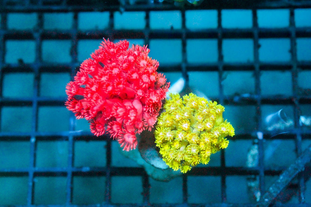 wholesale_coral - saltwater_fish saltwater_coral - rare corals - coralsdepot - Corals_Depot - live_corals - eye - catching - coral quality_marine_fish - quality - marine discoun