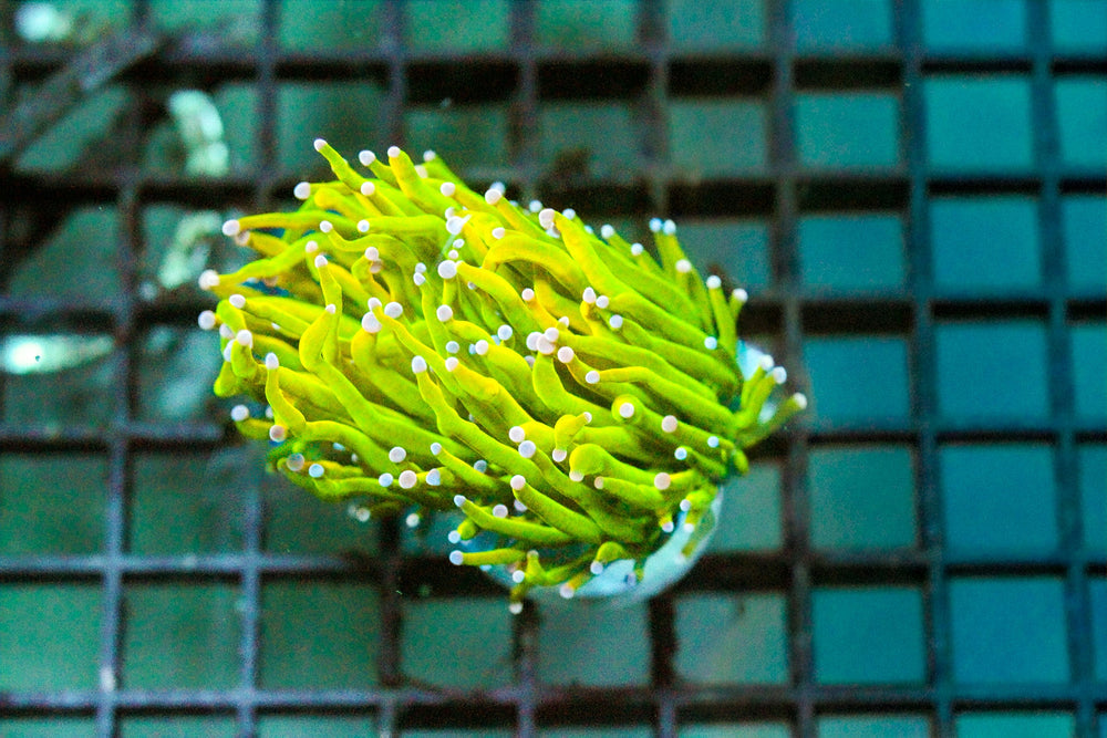 wholesale_coral - saltwater_fish saltwater_coral - rare corals - coralsdepot - Corals_Depot - live_corals - eye - catching - coral quality_marine_fish - quality - marine discoun