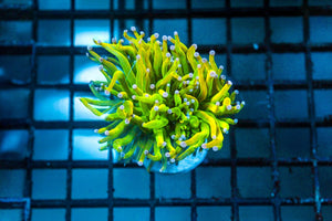 wholesale_coral - saltwater_fish saltwater_coral - rare corals - coralsdepot - Corals_Depot - live_corals - eye - catching - coral quality_marine_fish - quality - marine discoun