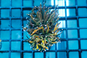 wholesale_coral - saltwater_fish saltwater_coral - rare corals - coralsdepot - Corals_Depot - live_corals - eye - catching - coral quality_marine_fish - quality - marine discoun