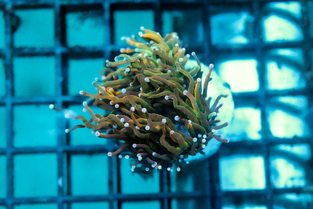 wholesale_coral - saltwater_fish saltwater_coral - rare corals - coralsdepot - Corals_Depot - live_corals - eye - catching - coral quality_marine_fish - quality - marine discoun