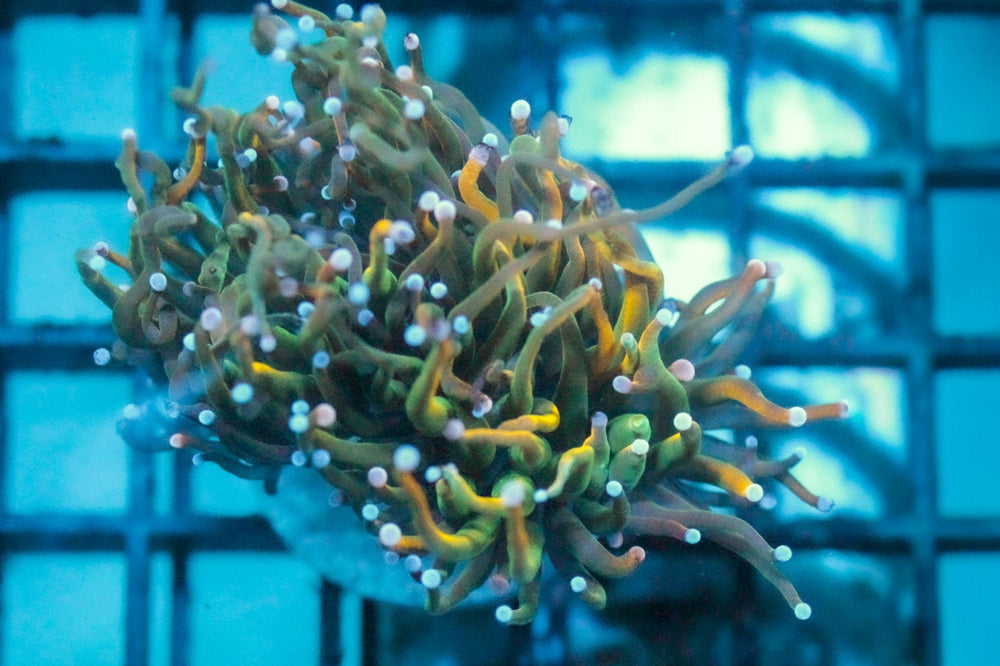 wholesale_coral - saltwater_fish saltwater_coral - rare corals - coralsdepot - Corals_Depot - live_corals - eye - catching - coral quality_marine_fish - quality - marine discoun