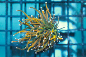 wholesale_coral - saltwater_fish saltwater_coral - rare corals - coralsdepot - Corals_Depot - live_corals - eye - catching - coral quality_marine_fish - quality - marine discoun