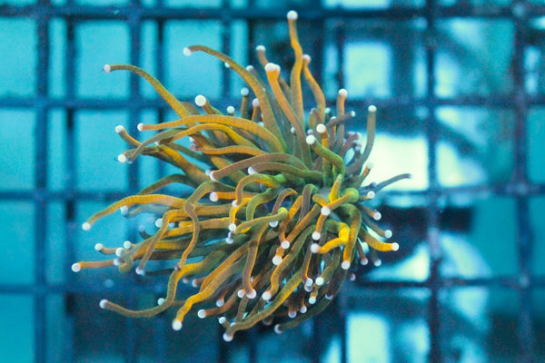 wholesale_coral - saltwater_fish saltwater_coral - rare corals - coralsdepot - Corals_Depot - live_corals - eye - catching - coral quality_marine_fish - quality - marine discoun