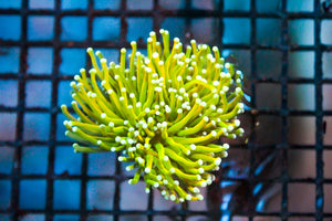 wholesale_coral - saltwater_fish saltwater_coral - rare corals - coralsdepot - Corals_Depot - live_corals - eye - catching - coral quality_marine_fish - quality - marine discoun