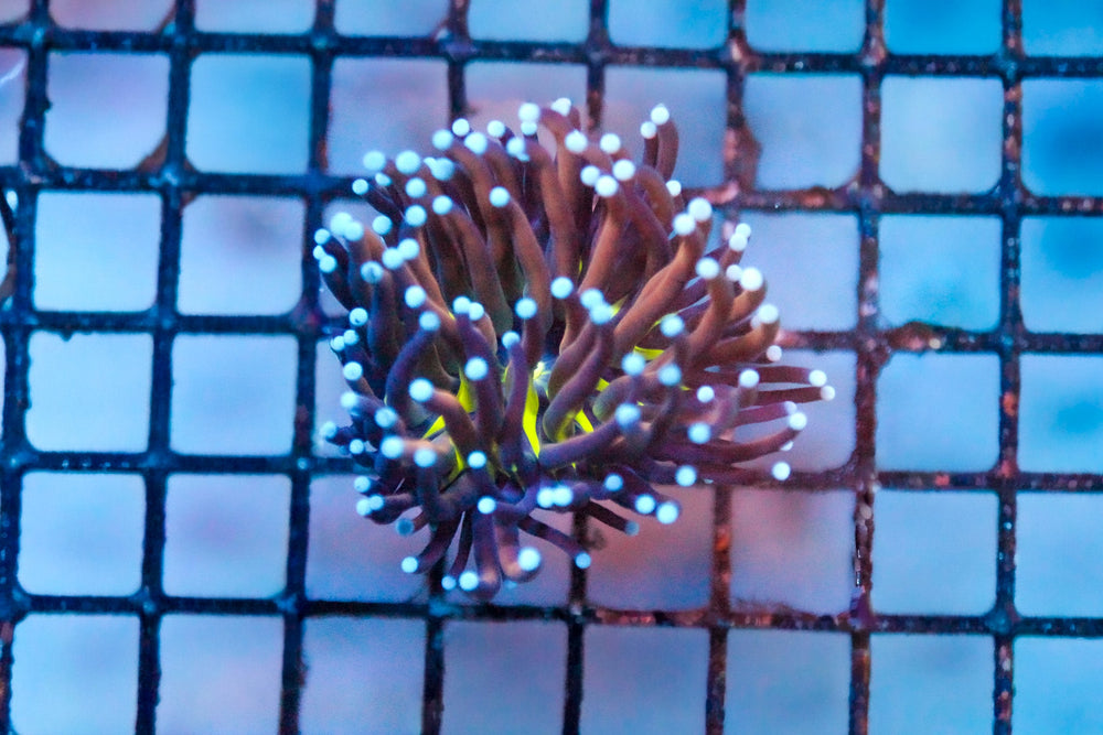 wholesale_coral - saltwater_fish saltwater_coral - rare corals - coralsdepot - Corals_Depot - live_corals - eye - catching - coral quality_marine_fish - quality - marine discoun