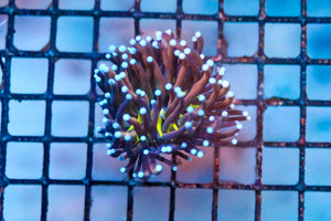 wholesale_coral - saltwater_fish saltwater_coral - rare corals - coralsdepot - Corals_Depot - live_corals - eye - catching - coral quality_marine_fish - quality - marine discoun