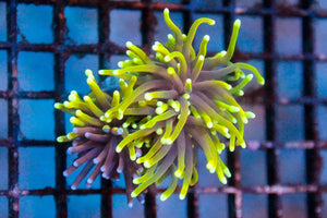 wholesale_coral - saltwater_fish saltwater_coral - rare corals - coralsdepot - Corals_Depot - live_corals - eye - catching - coral quality_marine_fish - quality - marine discoun