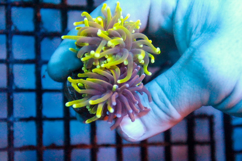 Torch Coral growth and spreading