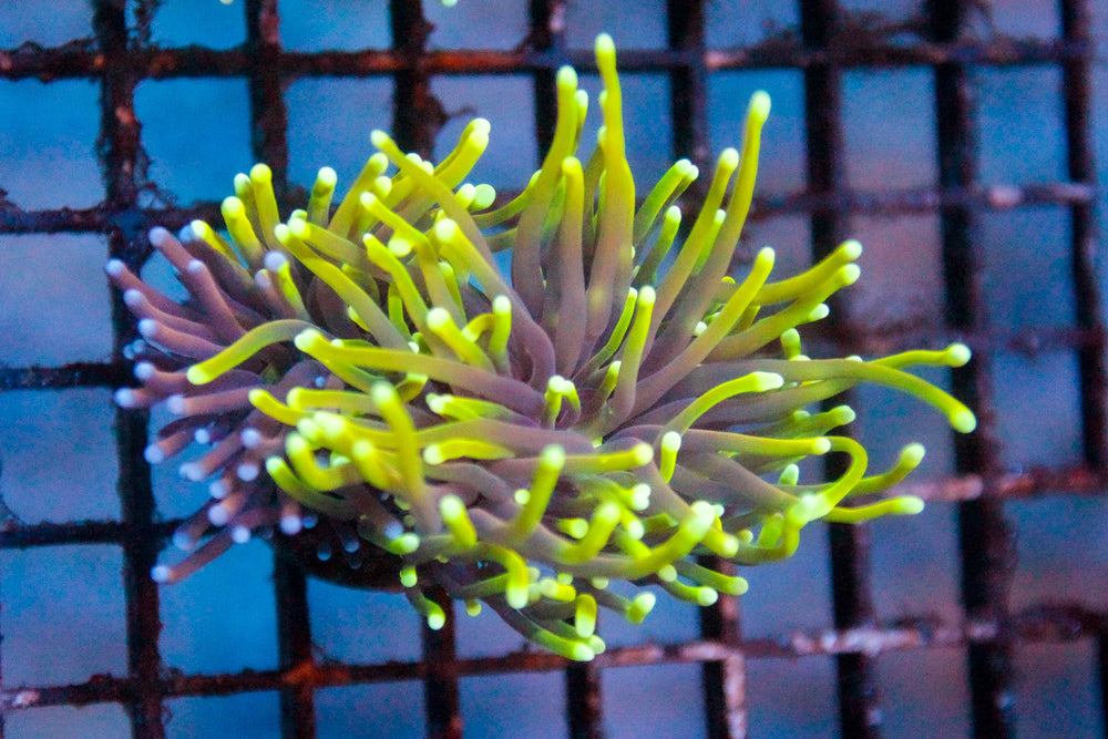 wholesale_coral - saltwater_fish saltwater_coral - rare corals - coralsdepot - Corals_Depot - live_corals - eye - catching - coral quality_marine_fish - quality - marine discoun