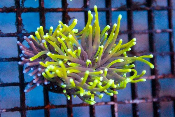 wholesale_coral - saltwater_fish saltwater_coral - rare corals - coralsdepot - Corals_Depot - live_corals - eye - catching - coral quality_marine_fish - quality - marine discoun