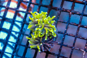 wholesale_coral - saltwater_fish saltwater_coral - rare corals - coralsdepot - Corals_Depot - live_corals - eye - catching - coral quality_marine_fish - quality - marine discoun