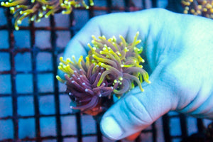 wholesale_coral - saltwater_fish saltwater_coral - rare corals - coralsdepot - Corals_Depot - live_corals - eye - catching - coral quality_marine_fish - quality - marine discoun