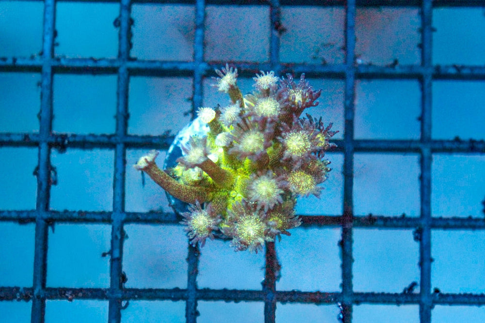 wholesale_coral - saltwater_fish saltwater_coral - rare corals - coralsdepot - Corals_Depot - live_corals - eye - catching - coral quality_marine_fish - quality - marine discoun