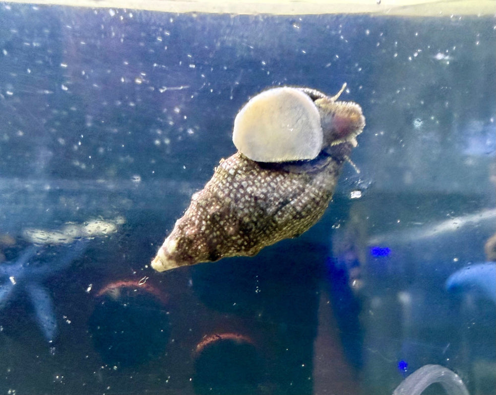 wholesale_coral - saltwater_fish saltwater_coral - rare corals - coralsdepot - Corals_Depot - live_corals - eye - catching - coral quality_marine_fish - quality - marine discoun