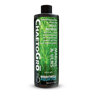 wholesale_coral - saltwater_fish saltwater_coral - rare corals - coralsdepot - Corals_Depot - live_corals - eye - catching - coral quality_marine_fish - quality - marine discoun