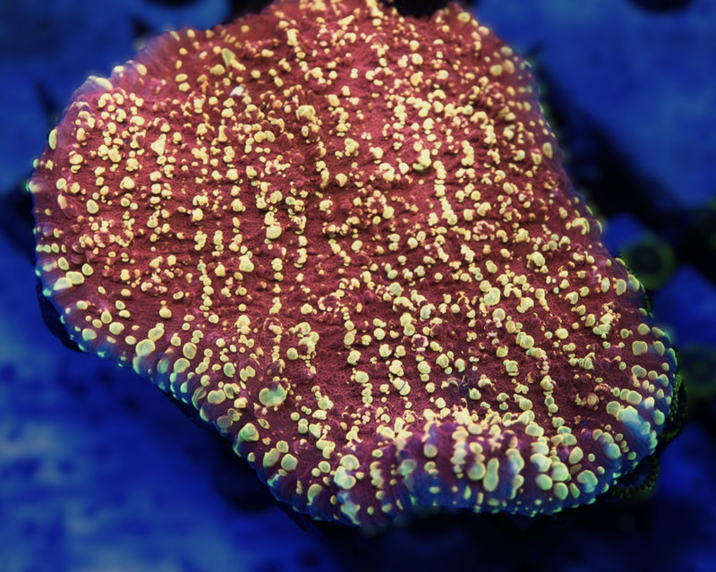 Feeding Chalice Corals