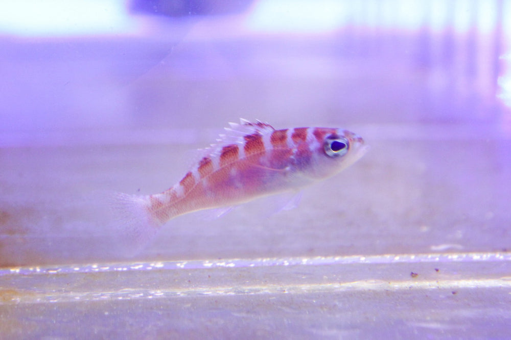 wholesale_coral - saltwater_fish saltwater_coral - rare corals - coralsdepot - Corals_Depot - live_corals - eye - catching - coral quality_marine_fish - quality - marine discoun