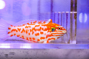 wholesale_coral - saltwater_fish saltwater_coral - rare corals - coralsdepot - Corals_Depot - live_corals - eye - catching - coral quality_marine_fish - quality - marine discoun