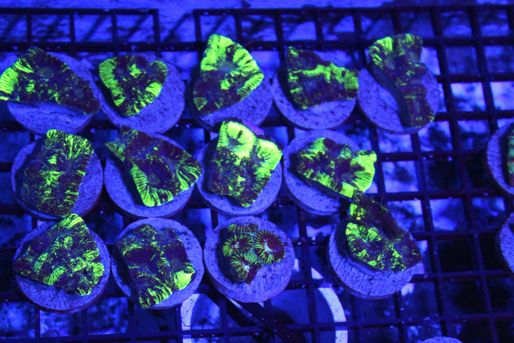 wholesale_coral - saltwater_fish saltwater_coral - rare corals - coralsdepot - Corals_Depot - live_corals - eye - catching - coral quality_marine_fish - quality - marine discoun