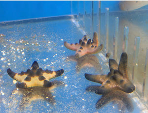 wholesale_coral - saltwater_fish saltwater_coral - rare corals - coralsdepot - Corals_Depot - live_corals - eye - catching - coral quality_marine_fish - quality - marine discoun