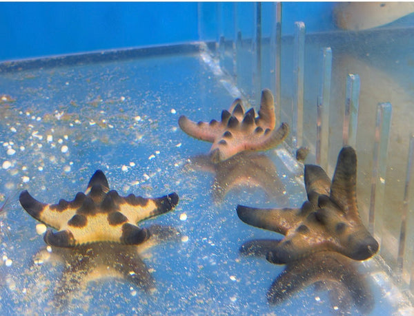 wholesale_coral - saltwater_fish saltwater_coral - rare corals - coralsdepot - Corals_Depot - live_corals - eye - catching - coral quality_marine_fish - quality - marine discoun