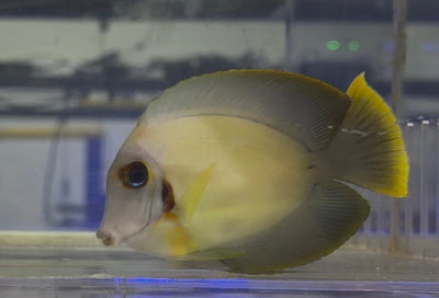 wholesale_coral - saltwater_fish saltwater_coral - rare corals - coralsdepot - Corals_Depot - live_corals - eye - catching - coral quality_marine_fish - quality - marine discoun