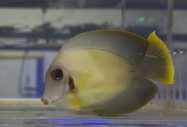 wholesale_coral - saltwater_fish saltwater_coral - rare corals - coralsdepot - Corals_Depot - live_corals - eye - catching - coral quality_marine_fish - quality - marine discoun